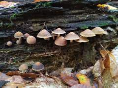 Agrocybe firma