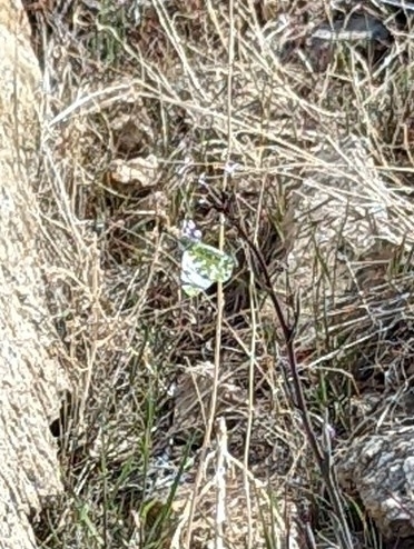 Desert Marble photo 5