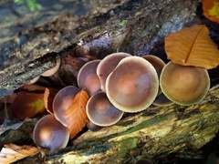 Agrocybe firma