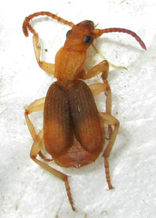 Crepidogaster