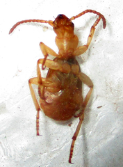 Crepidogaster