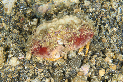 Calappa gallus