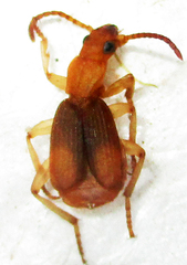 Crepidogaster