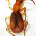 Crepidogaster - Photo no hay derechos reservados, subido por Botswanabugs