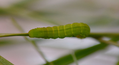 Orthosia gothica