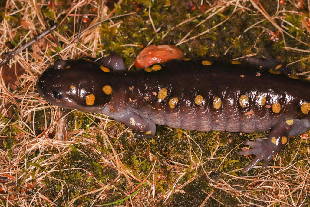 Spotted Salamander from Bull Pasture Pond (Tompkins Co., NY) on March ...