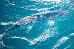 Scomberoides