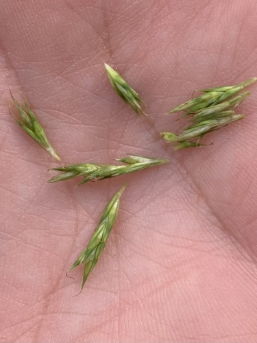 Carex bromoides image