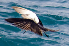 Onychoprion anaethetus