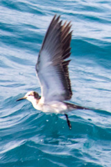 Onychoprion anaethetus