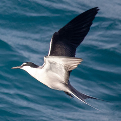 Onychoprion anaethetus