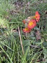 Primula × polyantha