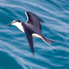 Onychoprion anaethetus