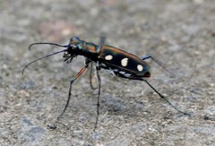 Cosmodela aurulenta aurulenta