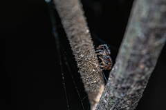 Pycnaxis