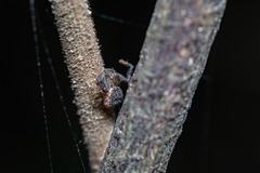 Pycnaxis