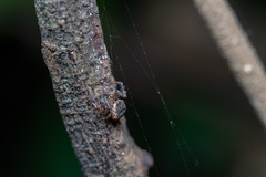 Pycnaxis