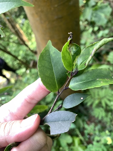 Symplocos sumuntia (Symplocos sumuntia)