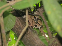 Boa constrictor constrictor