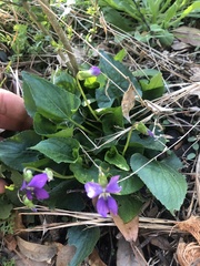 Viola langloisii