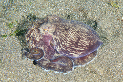 Amphioctopus marginatus