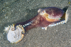 Amphioctopus marginatus
