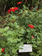 Cosmos bipinnatus