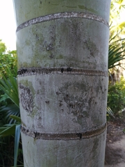 Pseudophoenix sargentii