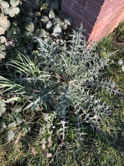 Cirsium vulgare