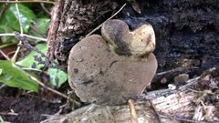 Fungi