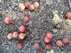 Pseudophoenix sargentii