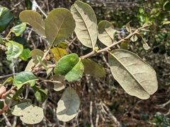 Quercus chapmanii