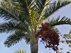 Pseudophoenix sargentii