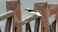 Oenanthe melanoleuca