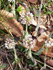 Noccaea caerulescens