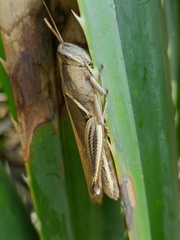 Stenocatantops mistshenkoi