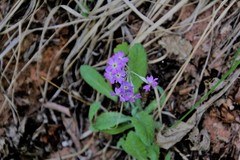 Primula specuicola