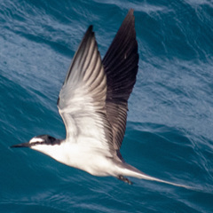 Onychoprion anaethetus