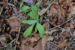Primula specuicola