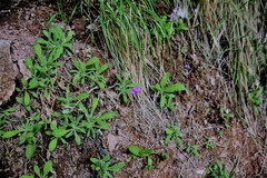 Primula specuicola