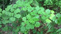 Acer circinatum