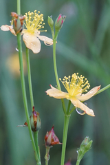 Hypericum lalandii