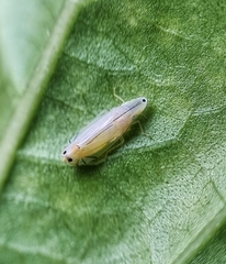 Sophonia longitudinalis