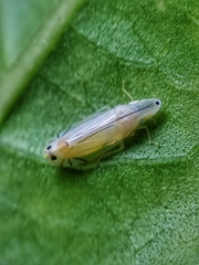 Sophonia longitudinalis