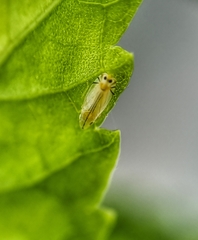 Sophonia longitudinalis