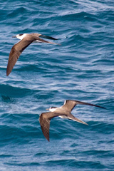 Onychoprion anaethetus