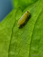 Sophonia longitudinalis
