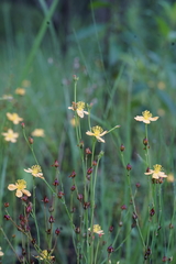 Hypericum lalandii