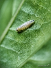 Sophonia longitudinalis