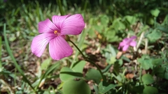 Oxalis